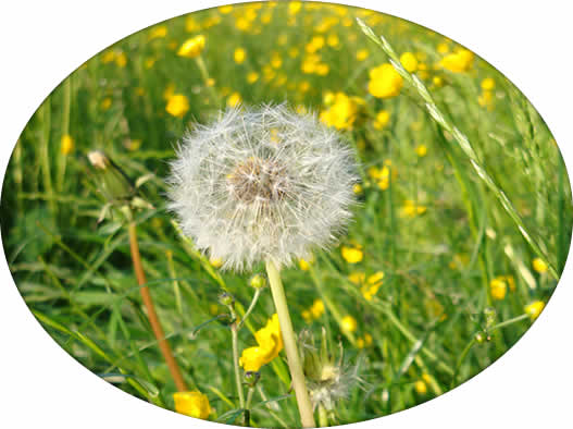 Pusteblume auf Wiese in Damshagen Pusteblume auf Wiese in Damshagen